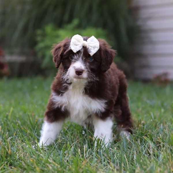 mini aussiedoodle puppy 2 600x600