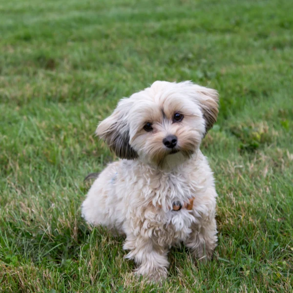 morkie 1080x