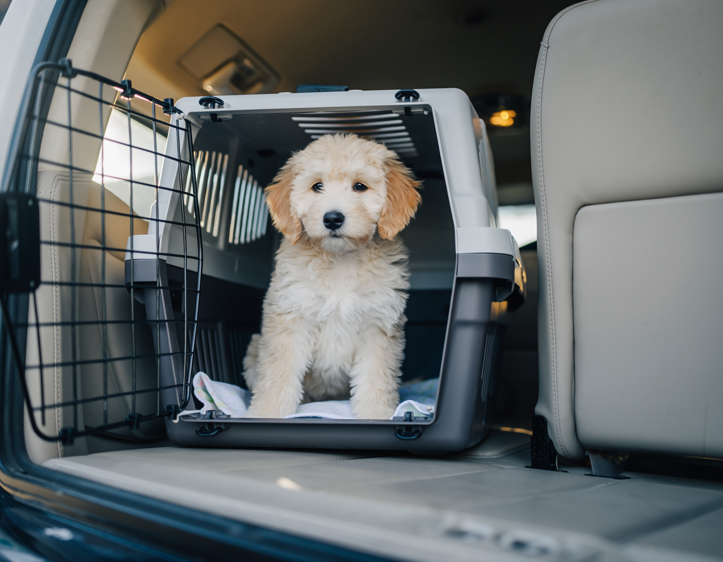 safe+puppy+delivery+in+anderson +bringing+your+new+family+member+home
