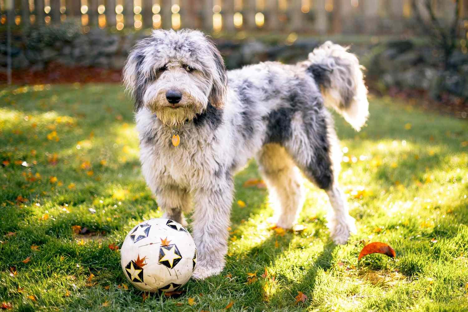 aussiedoodle soccer ball 288214999 2000 465a9c2d3368452a868c070a479820da