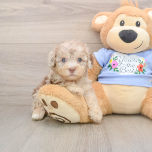 poodle barley 21098870668077971