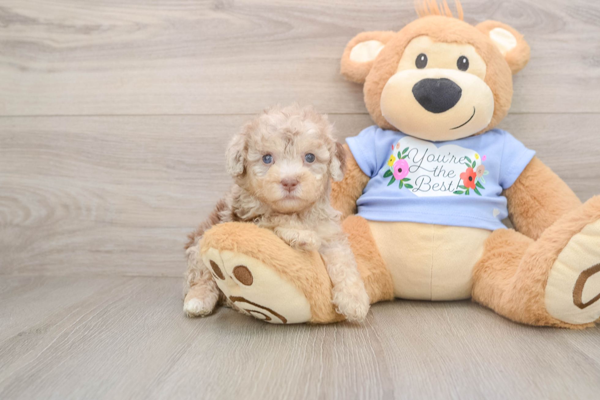 poodle barley 21098870668077971 poodle barley 21098870668077971