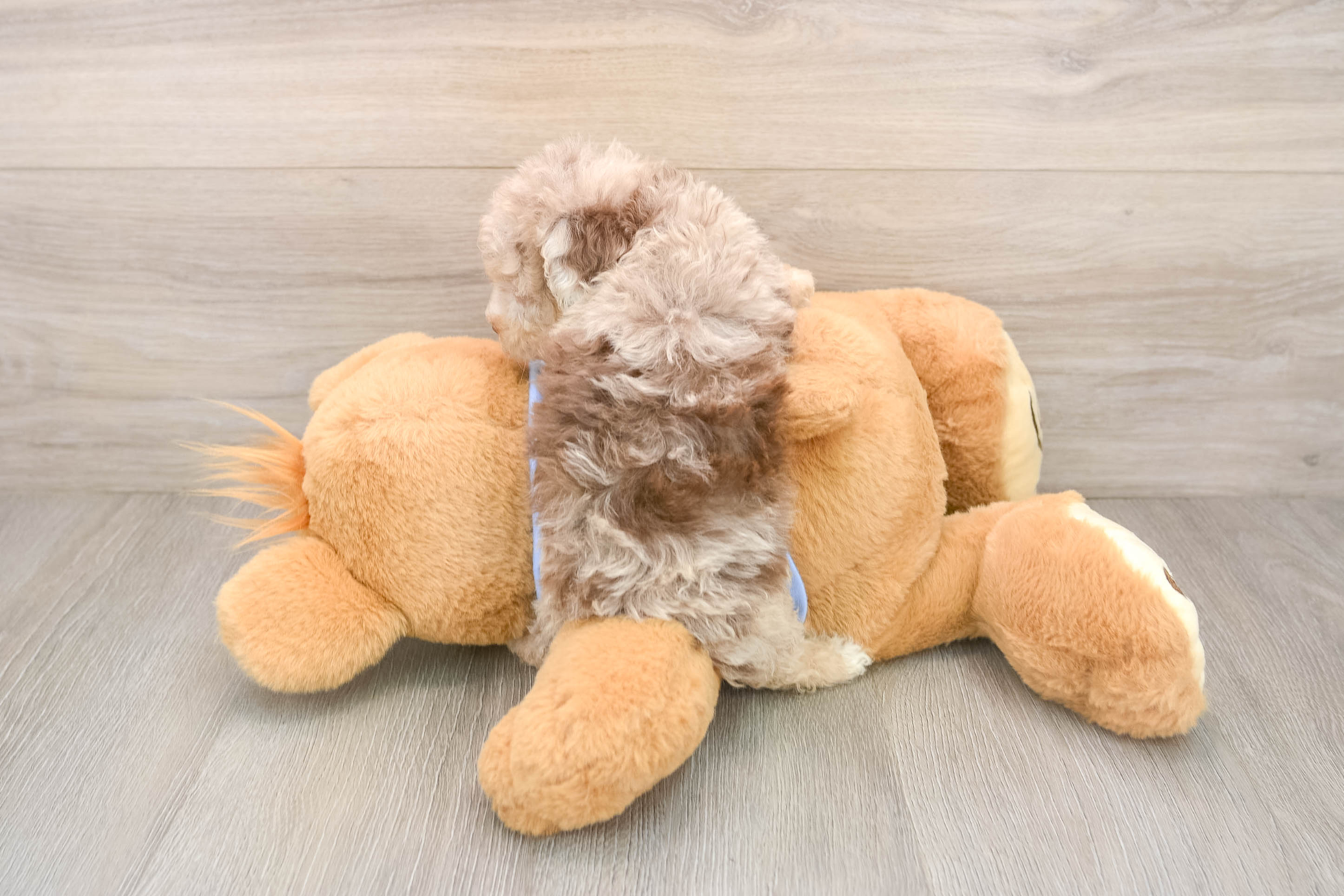 poodle barley 21098870676476642 poodle barley 21098870676476642