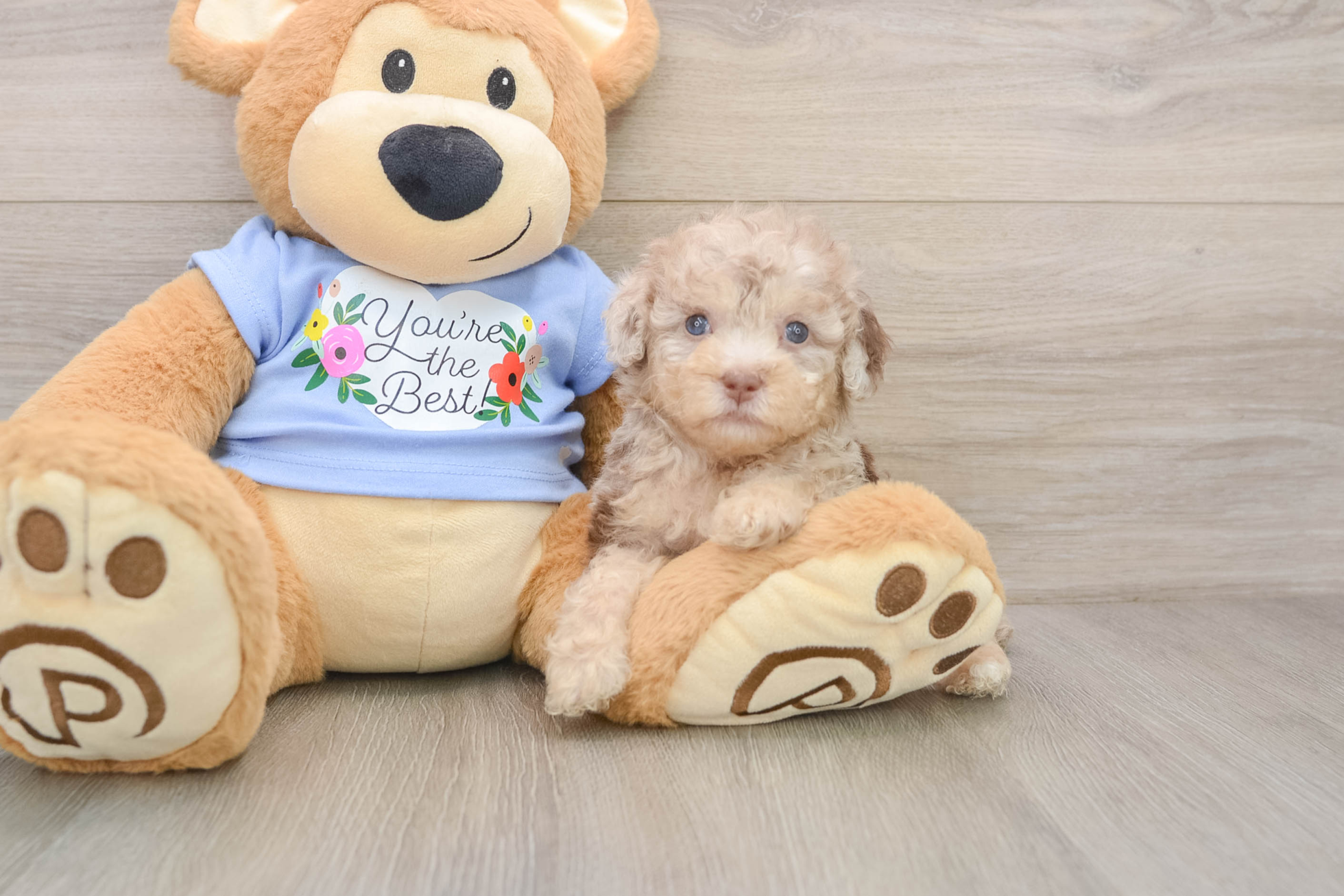 poodle barley 21098870691683830 poodle barley 21098870691683830